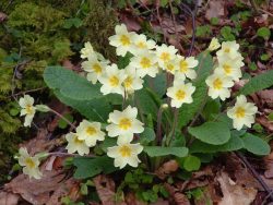 Primroses in Brundholme Wood